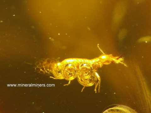 Copal Amber with Insects