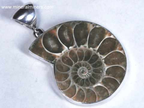 Fossilized Ammonite Necklaces