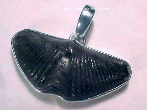 Fossilized Brachiopod Jewelry