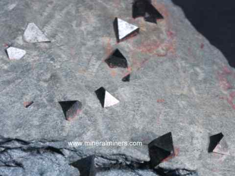 Octahedral Magnetite Crystals in Schist Matrix