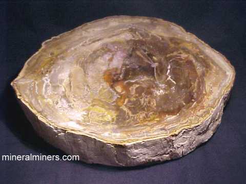 Petrified Wood Specimens