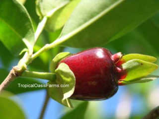 Where to buy Cherry of the Rio Grande Plants in California